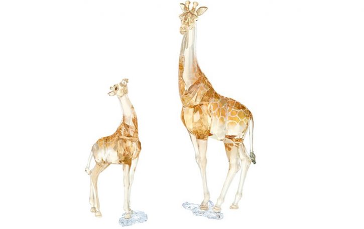 SCS giraffes